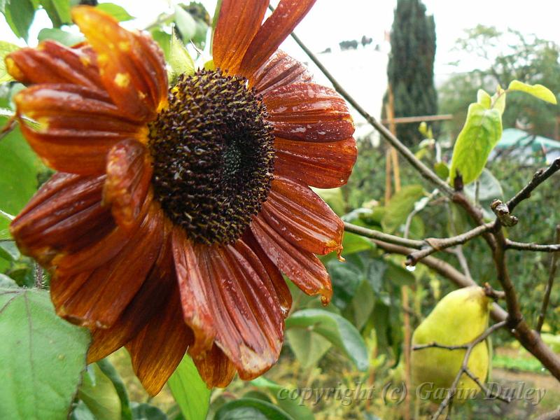 Sunflower, Fenton House P1140942.JPG